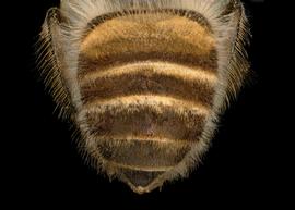   Apis cerana  female abdomen, photo: T. Brady 
